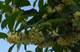 ϴ��Һ�����h���㾫