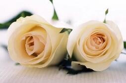 �l�����㾫��õ��