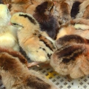 �������|��ꖱ��u��