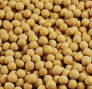 �p�ͷ��D�M���S��