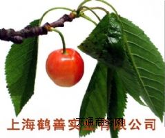 ø�Ƅ���-�Ͼ���ø