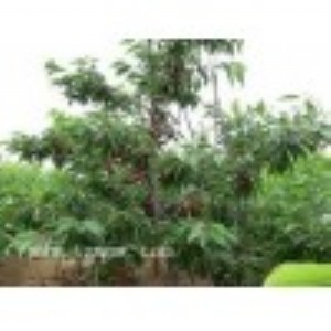 ���Ҙ䡢ɽ�����Ҙ���@��ֲ���ȡ���Ʒ�N���S��ֱ�N