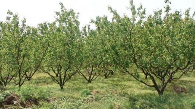 �Ә乩��(y��ng)�̡��Ә����l(f��)��ɽ����(y��u)�|(zh��)�Ә�Nֲ����