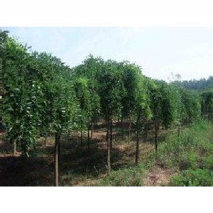 ����ɽ����ץ�����G������ץ����9������ץ��