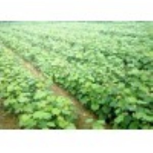 ����(y��ng)�S�����������硢��Ʒ�N�����硢�޽�������