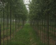 ������ʡ���z������� ���zľ�� �ٻ�骘��� ��ۘ���1̖