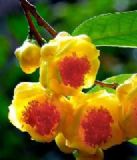 �����V��50�f�𻨲���� 006̖�𻨲�� �𻨲���