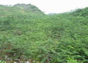 �����V���ζ����翂�� �ζ���N���؅^ �ζ���3̖