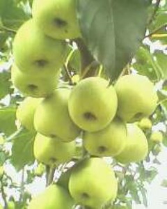 �����޹���̖ɽ� �t�����ƴ��ɽ��� �Ї�����ɽ���