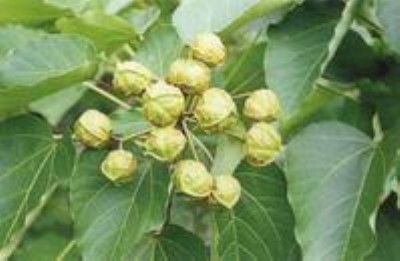 ����(y��ng)��ͩ�N�� ͩ�ͷN�� �V��ͩ���� ��ͩ�� ǧ��ͩ�N����