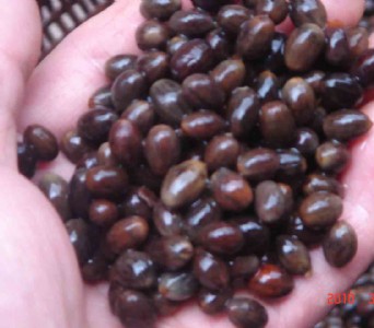 �����V����Ƥ�������� ���N�� ���N�� ����������