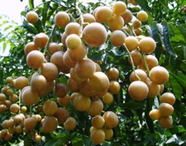 �����SƤ�� �o���SƤ�� �u���SƤ�� �S����� ����� �SƤ��