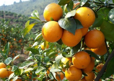 ����(y��ng)��̖ؕ���� �ʵ۸��� ����� ��ȷN�� �Rˮ���� ������