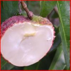 ������֦�� ��ζ��֦�� �o����֦�� ����Ц��֦�� ��֦��