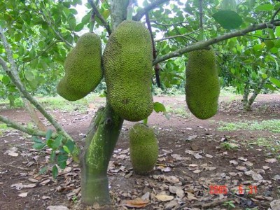 �������}����  �ļ����}���� ľ���}�� ѩɏ����