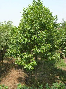 ����(y��ng)�F�ۻ���骷N�ӷN�� ��Ʒ�N�ľ��N��