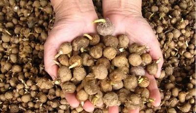 ��ˎ�ĺ����ķN�����