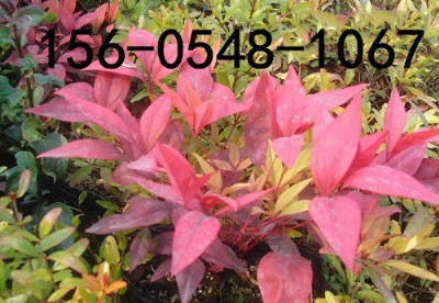 ���۹ڷ�2����30����40���ֻ�����ɽ�����ֱ�N