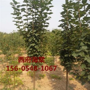 ����(y��ng)2���֡�3���֡�4����5�����������ăr��