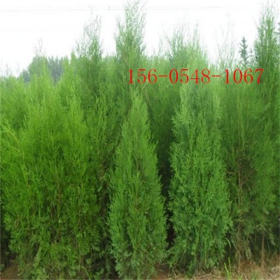 1�ׂȰ؃r��1.2��-1.5��-2�ׂȰ���3�ׂȰ؈�r