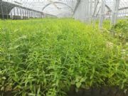 ����ǧ���˱���N��������