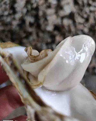 ������ϖ���l(f��)�r(ji��)��-��ϖ�B(y��ng)ֳ����