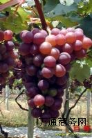 �H���R�����ѻ��ش�������