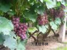 �R�����������l���۾޷����Ѵ���ُ�N