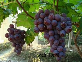 �H���R�����ш@�����N�۷���