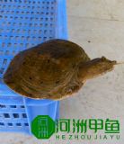 �����B(t��i)���~�����A�M�����l(f��)�r��