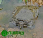 Ұ�����~���l(f��)��ͥҰ�����~