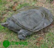 ���B(t��i)���~���B(y��ng)��ͥ�����~���l(f��)