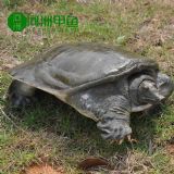 Դ�a�ع���Ұ�����~���A�M���l�r��