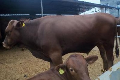 ��ţ�߷ʾ�ԇԇ���r��΢���B��ţ�߷ʾ� �����I