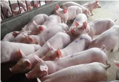 ���֪�������i�����������ʹ�Ã��r��΢���B������ӄ���̎