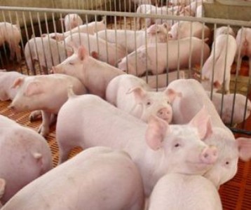 �����i���ӿ��ٴ߷� ��(y��u)�r(n��ng)�����ӄ��߷�����