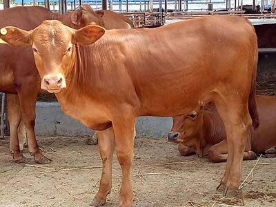 ��ţ����ιʲô�L��� �x���r���M��