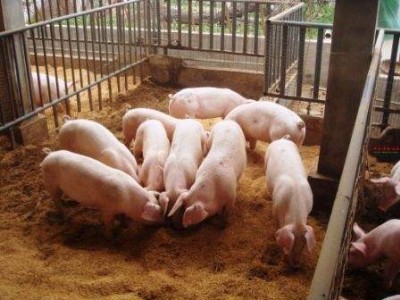 �����i���ٴ߷� ��(y��u)�r(n��ng)���i������ӄ������L