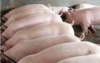 �����i����� ���r���BֳЧ��������