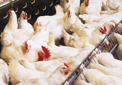 ���u�߷����ӄ� ��(y��u)�r(n��ng)��΢���B(t��i)�����L