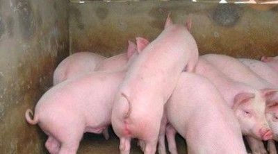 �����i����ι�L�Ŀ� �i���ʾ��x���r��