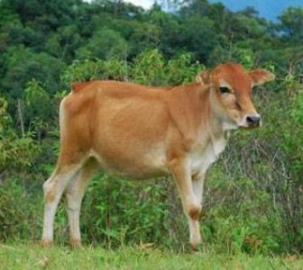 С�Sţ��ô���� ΢���B�o�����ʃ��r��