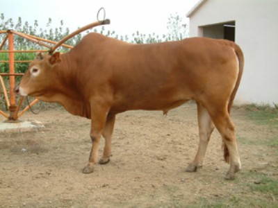 ����ţ������ʲô���ӄ� ��(y��u)�r(n��ng)��Ч�������ʿ�