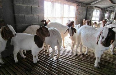 �����������ӄ���(y��u)�r(n��ng)�� �Gɫ΢���B(t��i)�o������