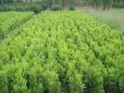 ����ɽ�|�N���ѵ�С�~�S�������С�~�S��