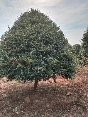 2���ּt��ɼ��3���ּt��ɼ��4���ּt��ɼ