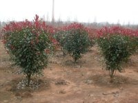 2���ּt�~ʯ骣�3���ּt�~ʯ骣�4���ּt�~ʯ�