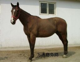 �N�R�Bֳ�����N�R�Bֳ���N�R�Bֳ�������N�R�Bֳ���g