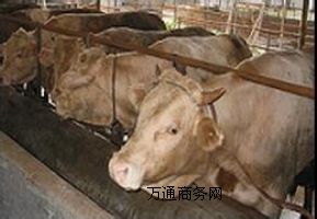 �����Bţ�����Lɳ�Bţ���ᣬ����Bţ��