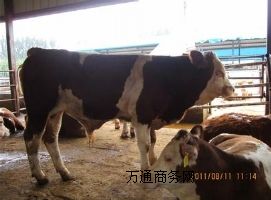 ��ţ�Bֳ�Ă�Ʒ�N�ã�����ţƷ�N